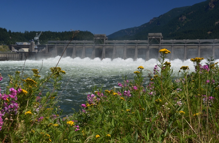 rushing dam with wildflowers in foreground